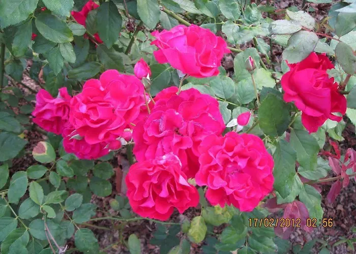 Le Rhododendron D'hotes ベッド・アンド・ブレックファスト カトマンズ
